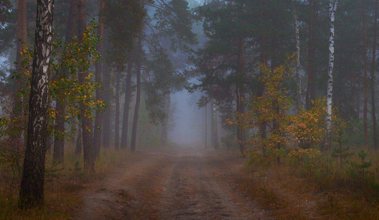 лес, осень, туман, сумрак, холод, тропа, Галанзовская Оксана