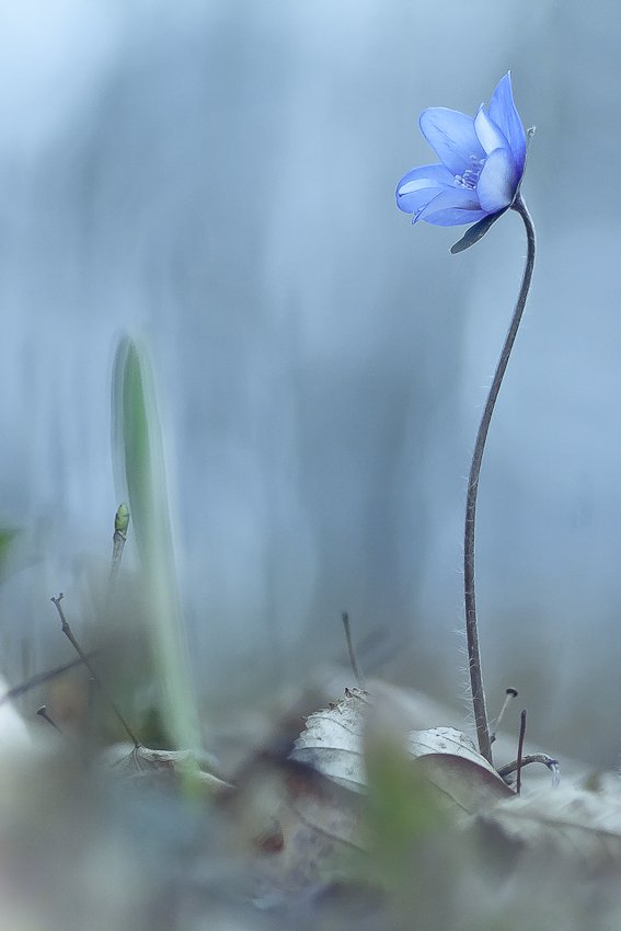 spring, flower, Gabriel Prescornita