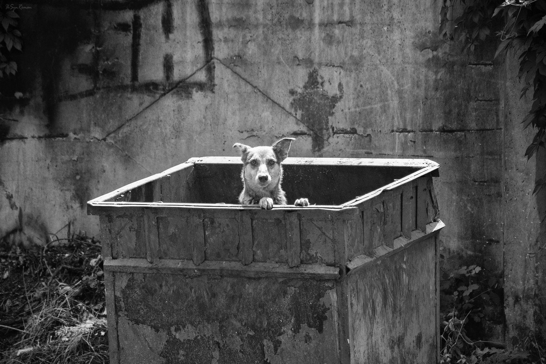пес,собака,улица,мусорный бак, Roma Krasov ( Chitinskiy )