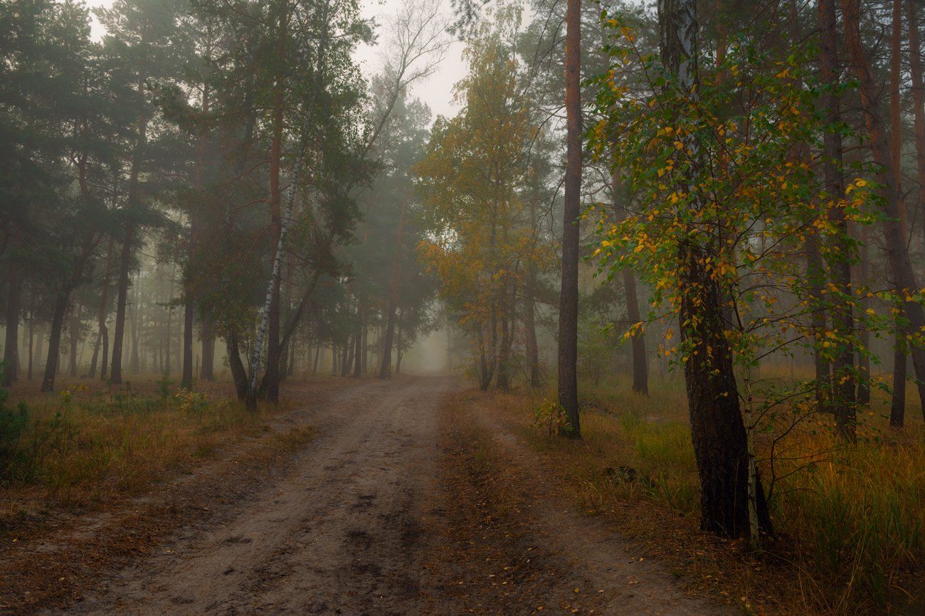 лес, осень, туман, Галанзовская Оксана