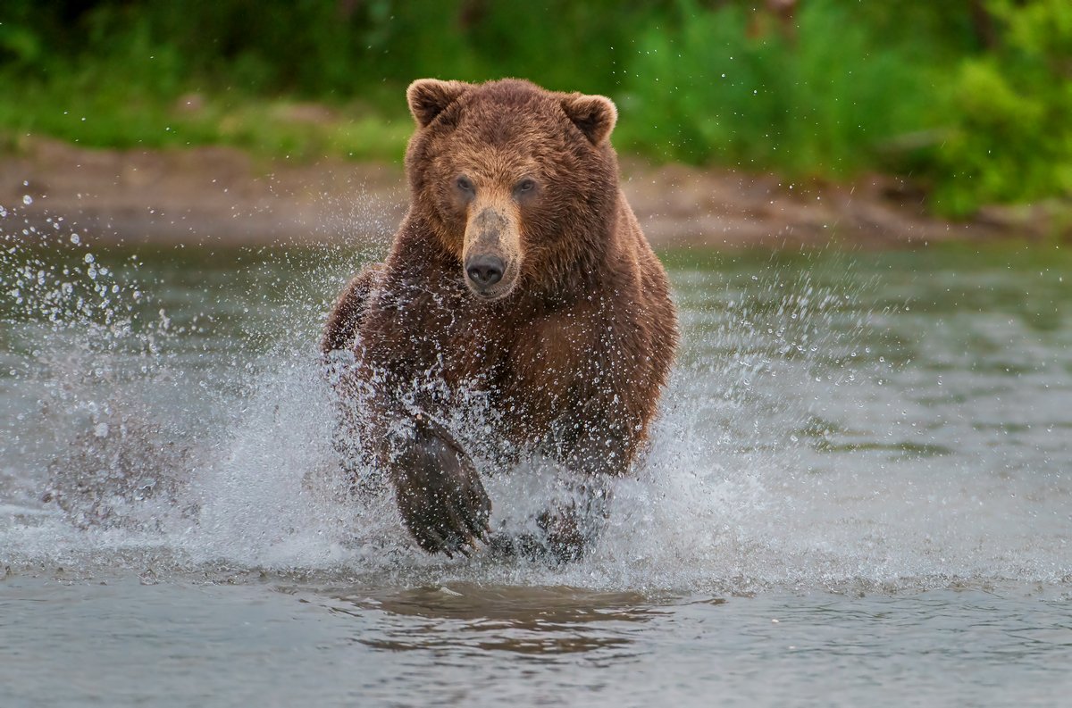медведь, Александр Маркелов