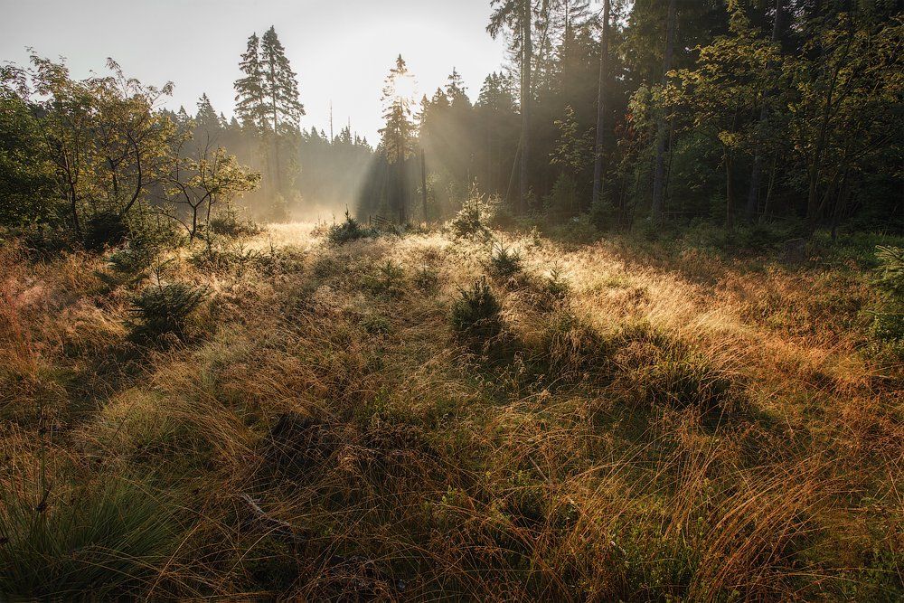 лес пейзаж лето, Aleksandr Kljuchenkow