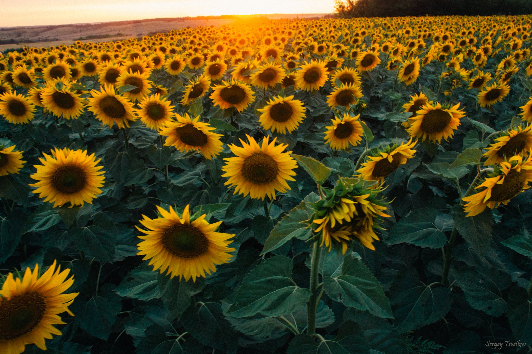 закат, поле, солнце, Цветков Сергей
