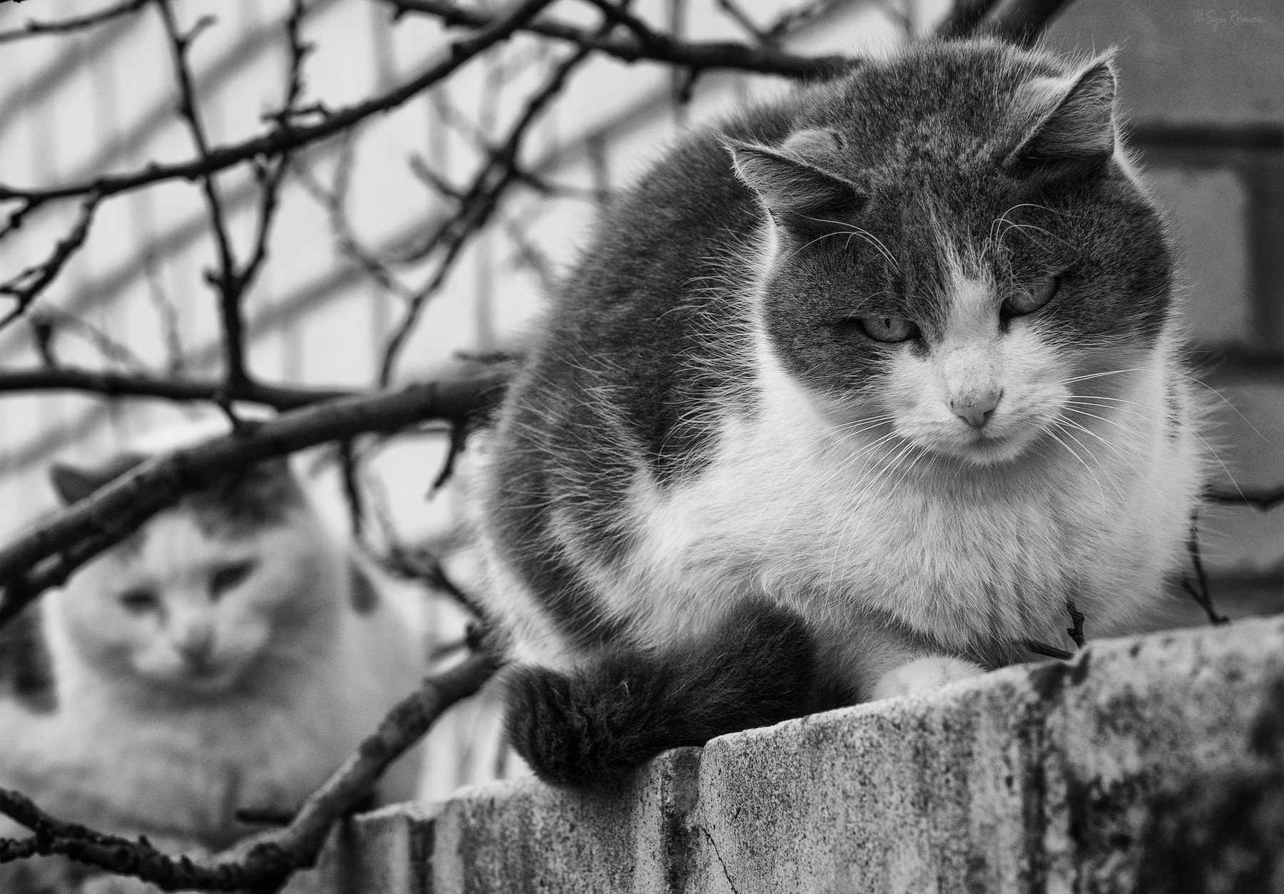 коты,котяры,котики,улица,забор, Roma Krasov ( Chitinskiy )