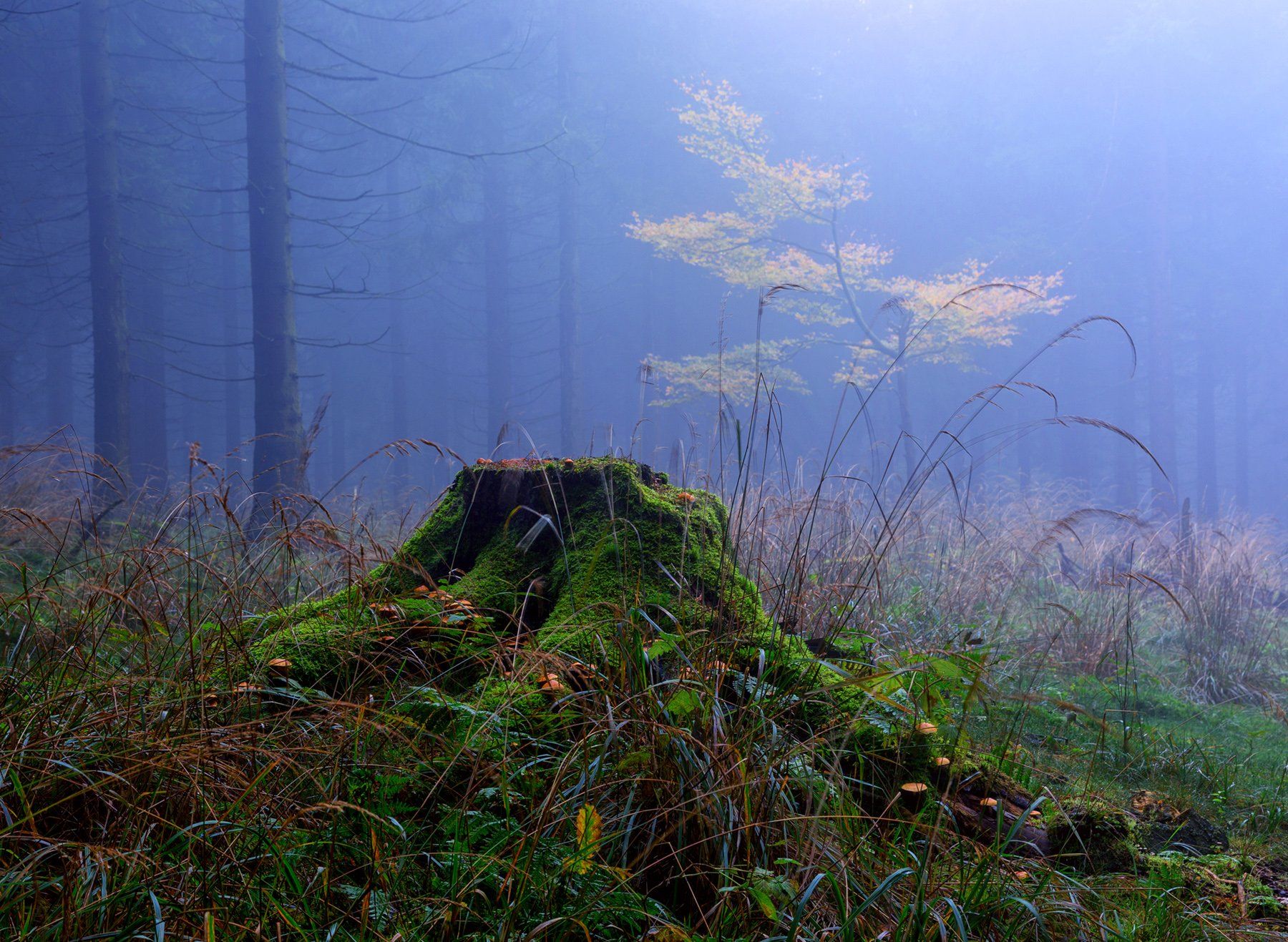 лес туман осень, Наталья Кайзер