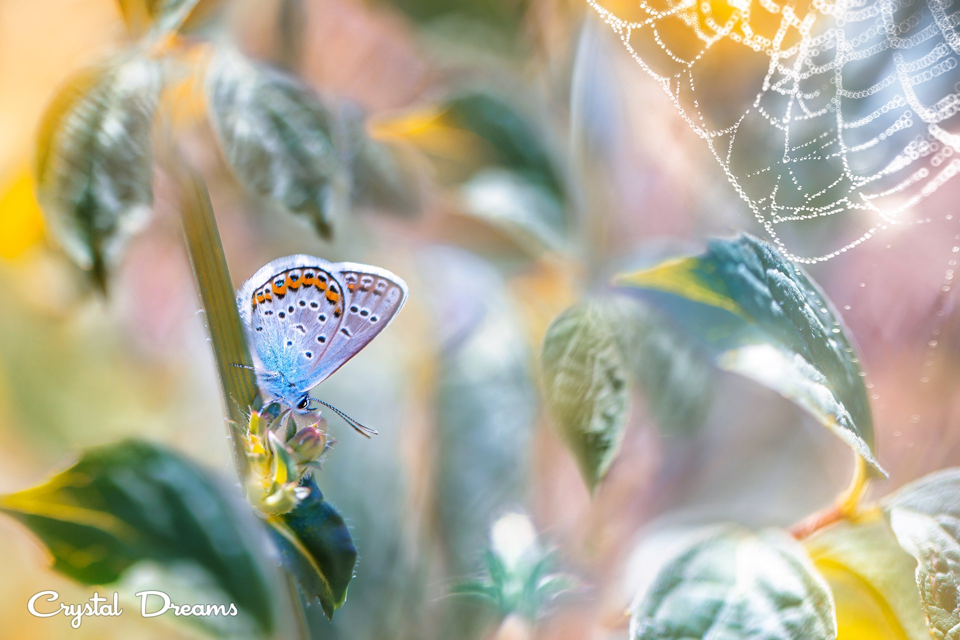 crystal dreams, macro, summer, color, art, nature, butterfly, Татьяна Крылова