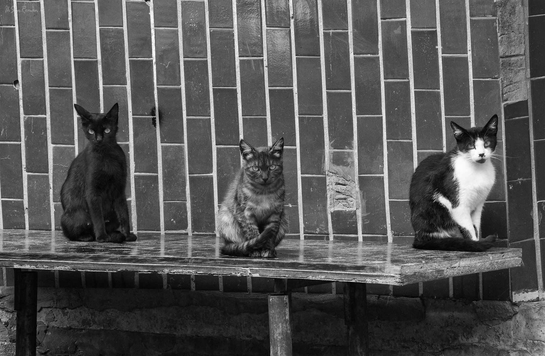 коты,котяры,котики,улица,подьезд,лавочка, Roma Krasov ( Chitinskiy )