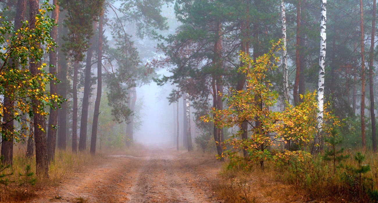 лес туман тропа, Галанзовская Оксана