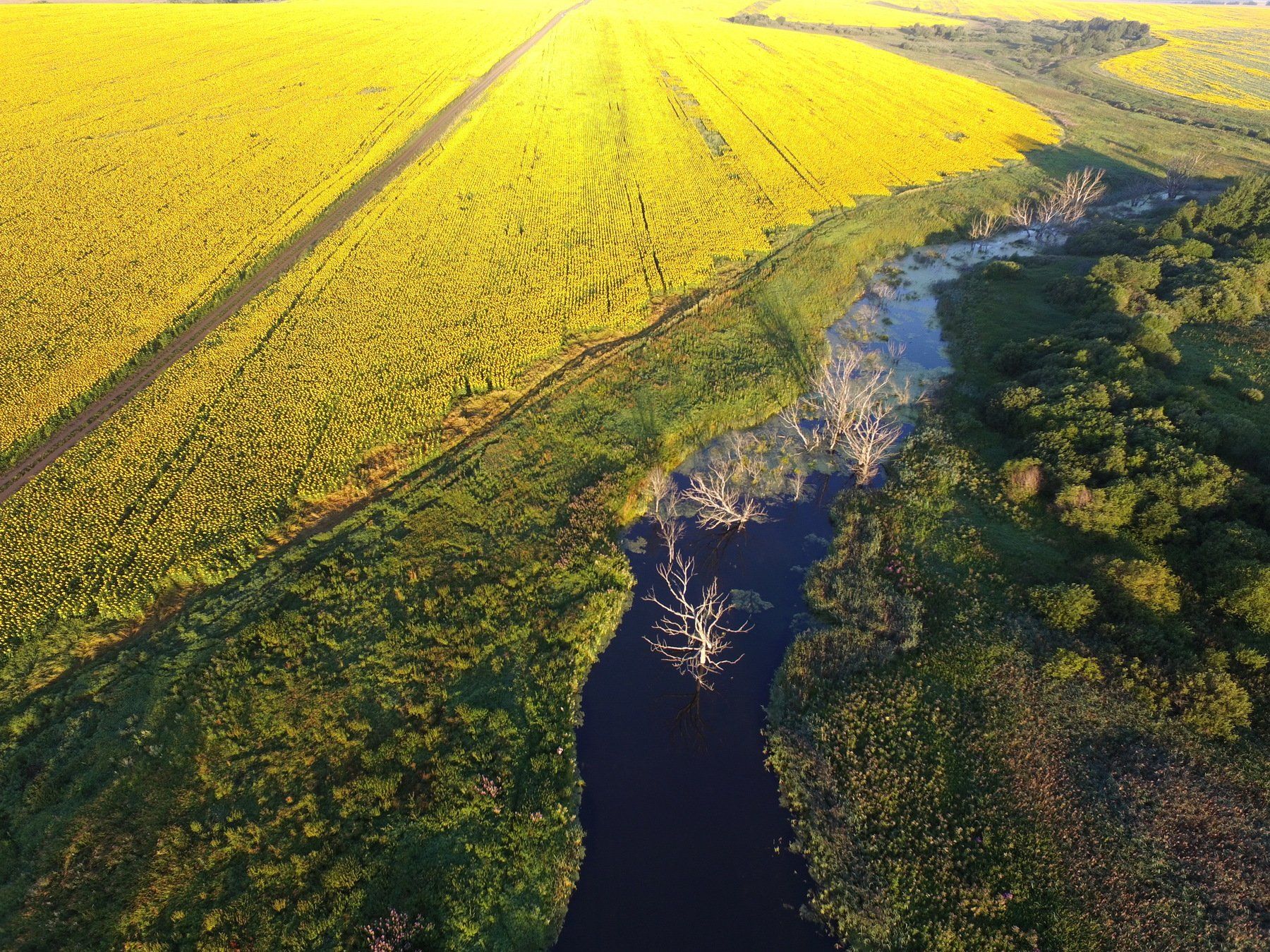 россия, пейзаж, аэрофотосъемка, аэрофотография, рязанская область, рязань, поле, подсолнухи, поле подсолнухов, Екатерина Елизарова