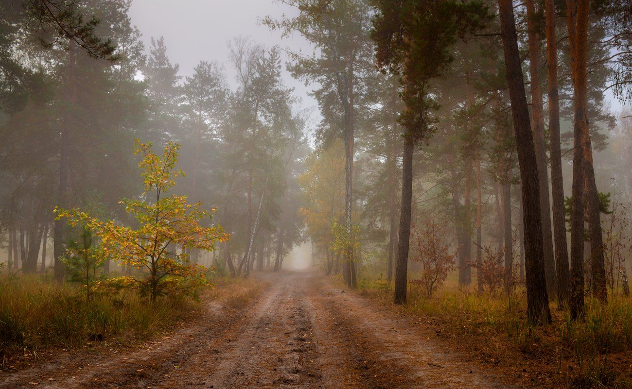 лес, осень, октябрь, тропа, туман, Галанзовская Оксана
