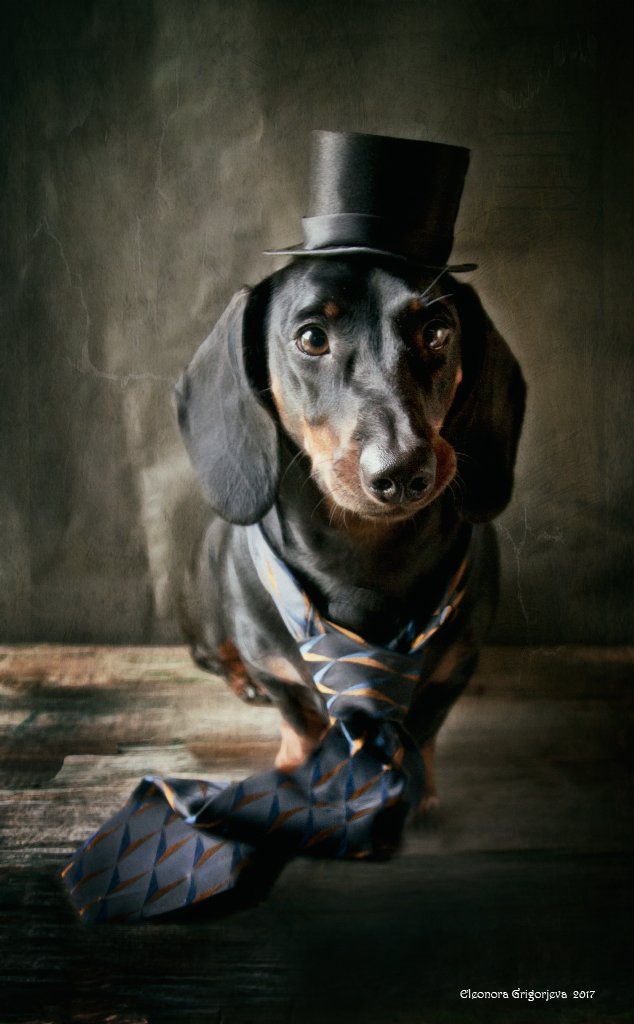 собака, такса, галстук, шляпа, Eleonora Grigorjeva