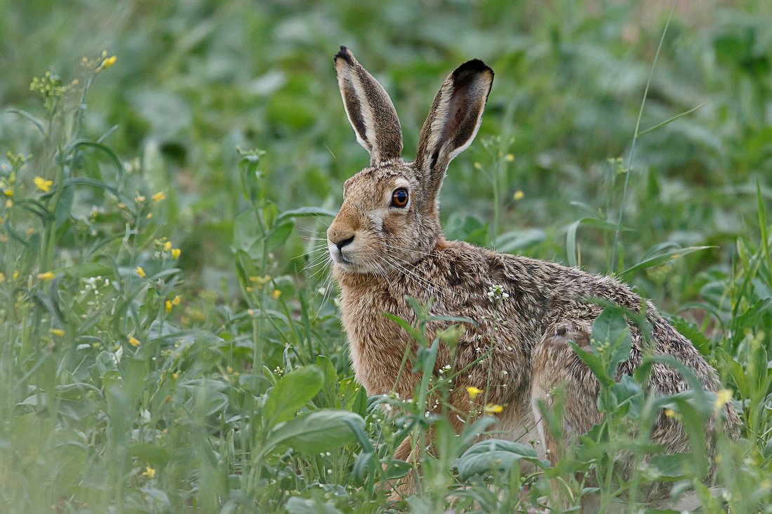 заяц-русак, заяц, hare, Pavel Lychkousky