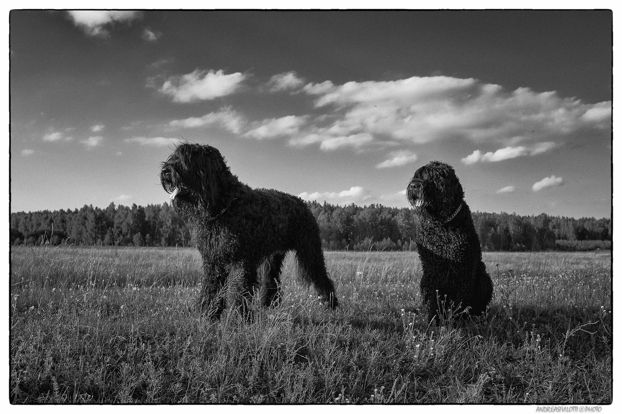 Black&White BW Nature River Photo Street Fujifilm dog animals Reportage Russia Story Live Coutry, Андреа Сивилотти