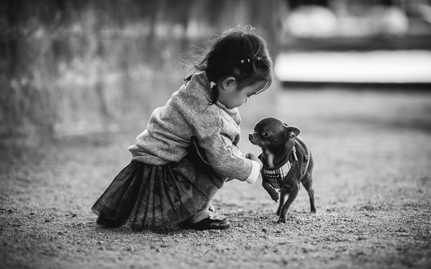 dog, little, girl, kid, childhood, b&w, friends, doggy, chihuahua, Derek Zhang