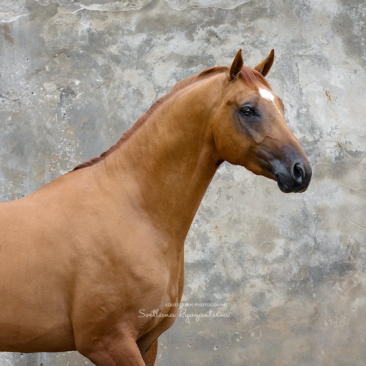 horse, portrait, портрет, лошадь, лошади, Svetlana Ryazantseva