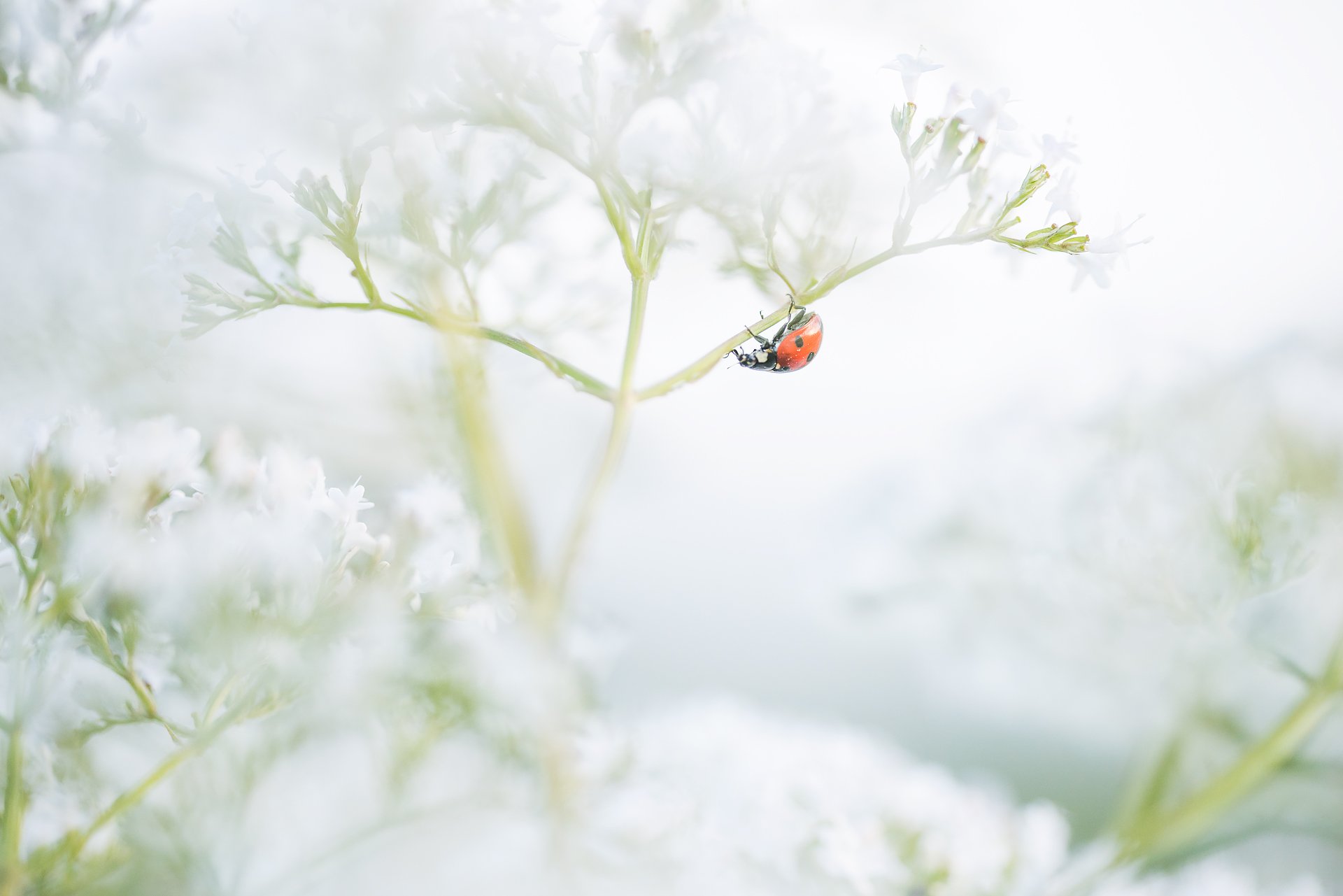 цветы цветок макро растения насекомые природа , Александр Иванов