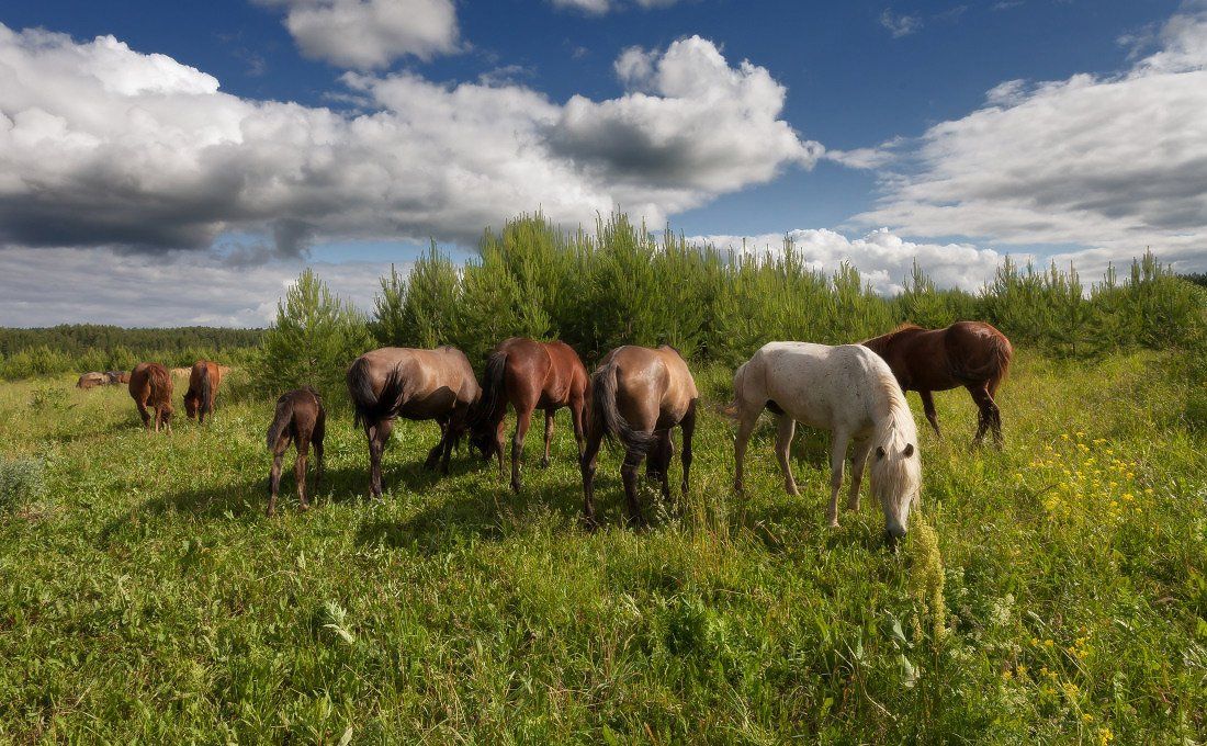 Поле трава лошади лес облака лето, Георгий Машковцев
