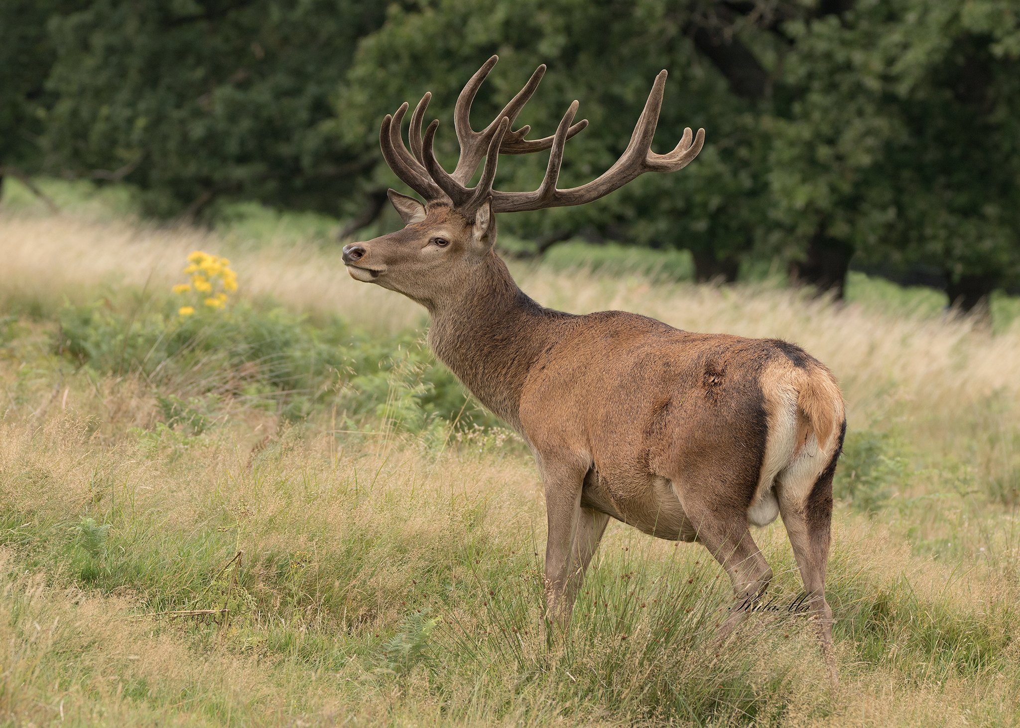 red deer, stag, animals, nature, wildlife, Maria Kula