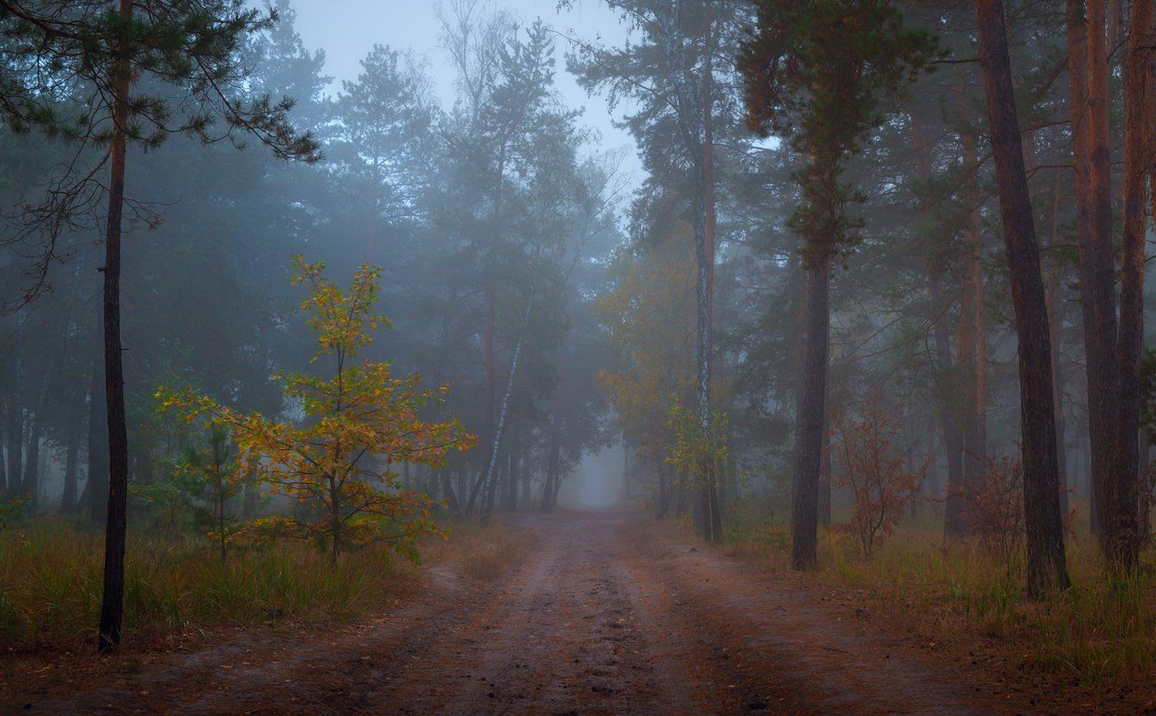 лес, осень, сумерки, туман, Галанзовская Оксана