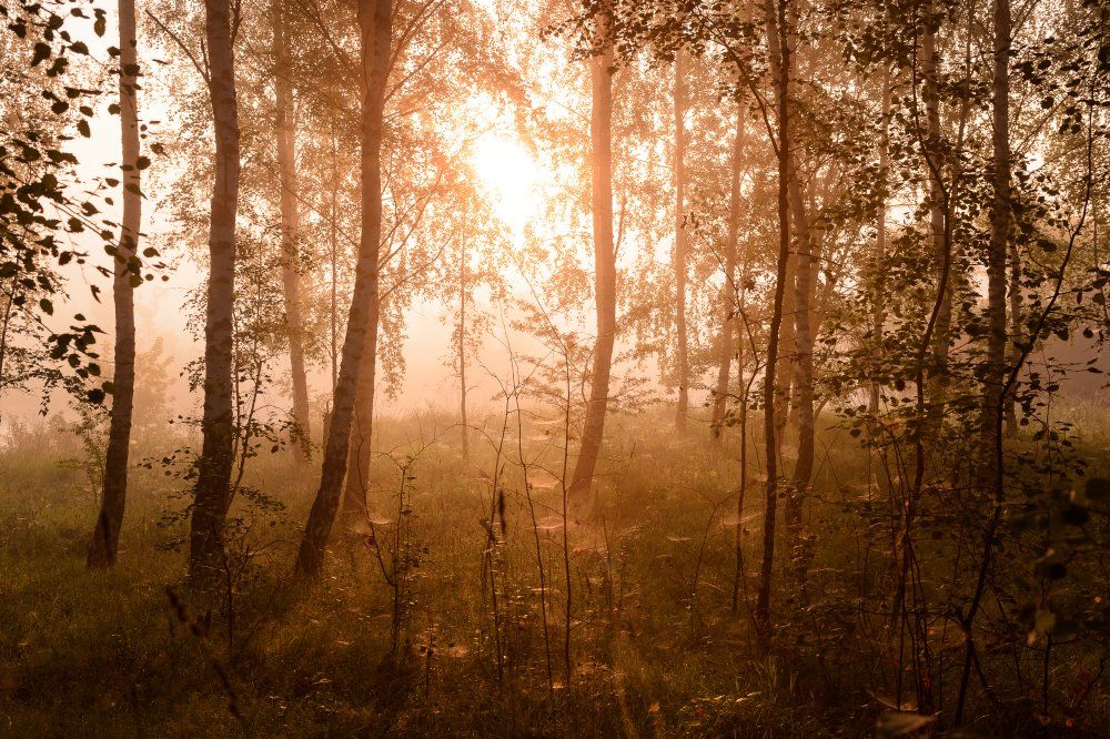 пейзаж,природа,рассвет,утро,август,туман,лес, Юлия Лаптева