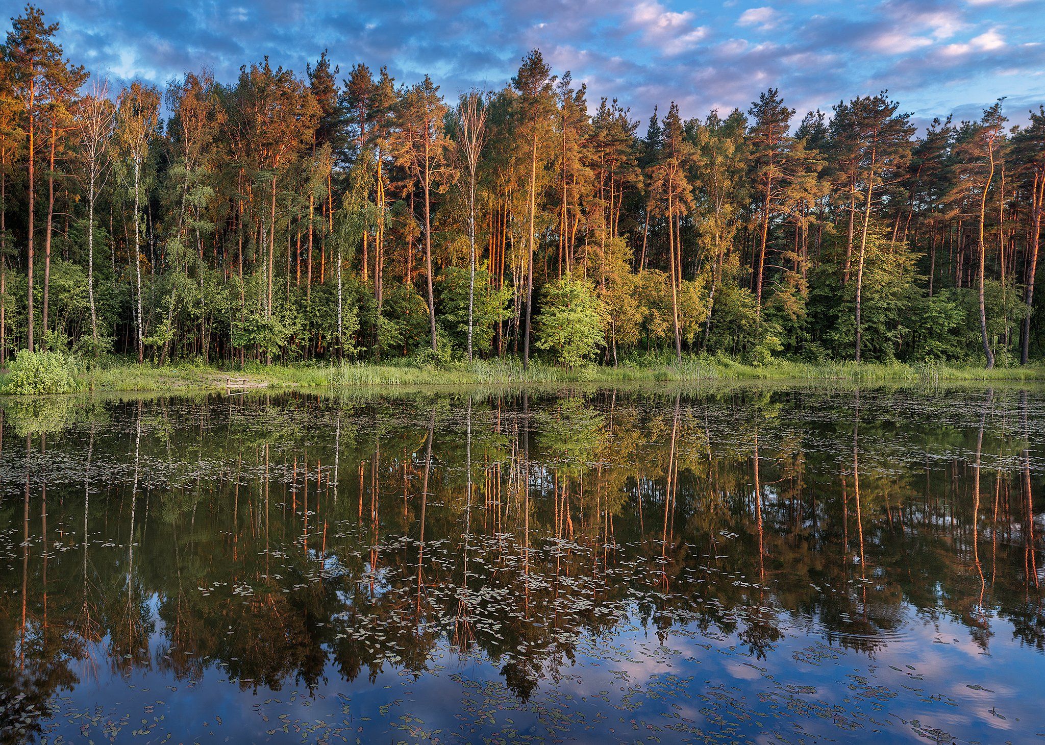 Река хвойная. Лесное озеро Сестрорецк. Мещерский край Сосновый Бор. Озеро сосны. Лес сосны озеро.