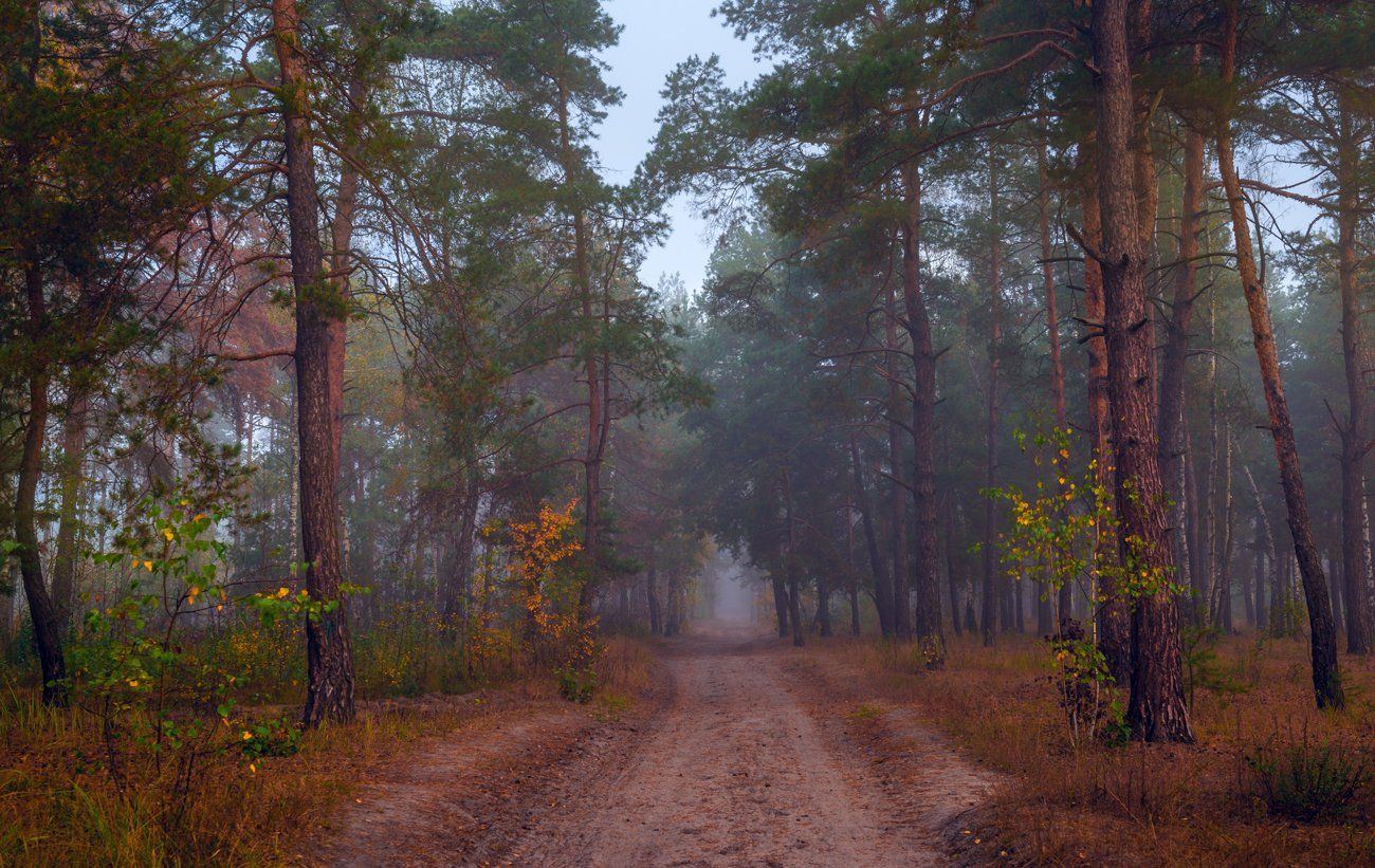 лес, осень, октябрь, рассвет, туман, тропа, Галанзовская Оксана