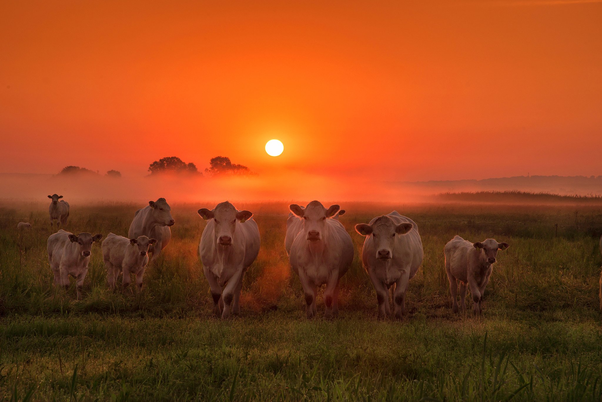 cows dawn cow foggy mist sun mist white корова grass fog orange, Radoslaw Dranikowski