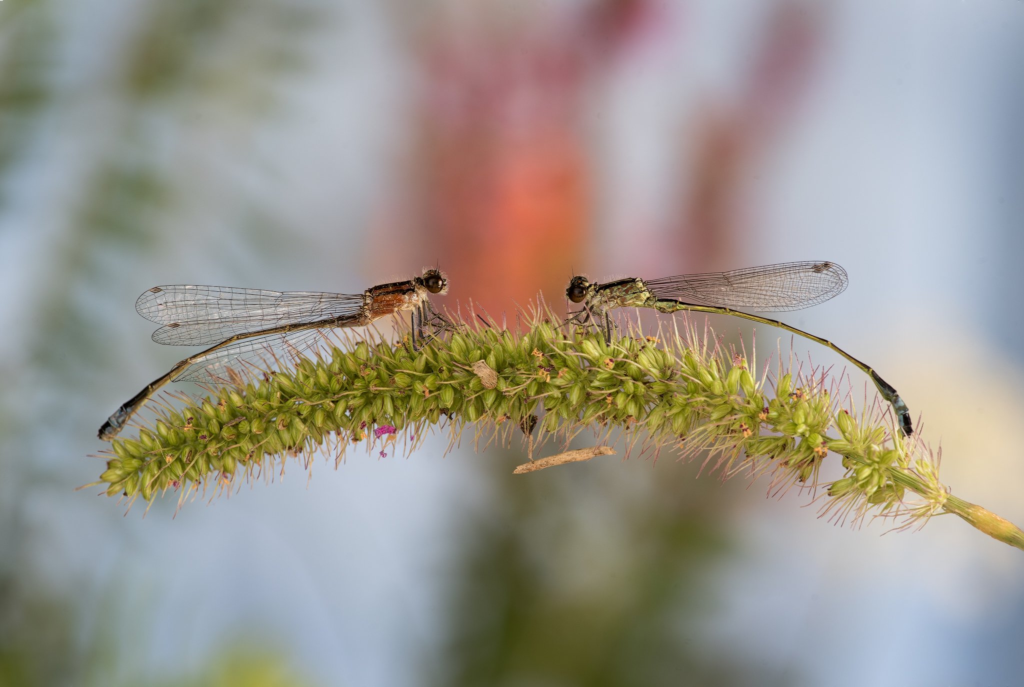 dragonflies, Атанас Донев
