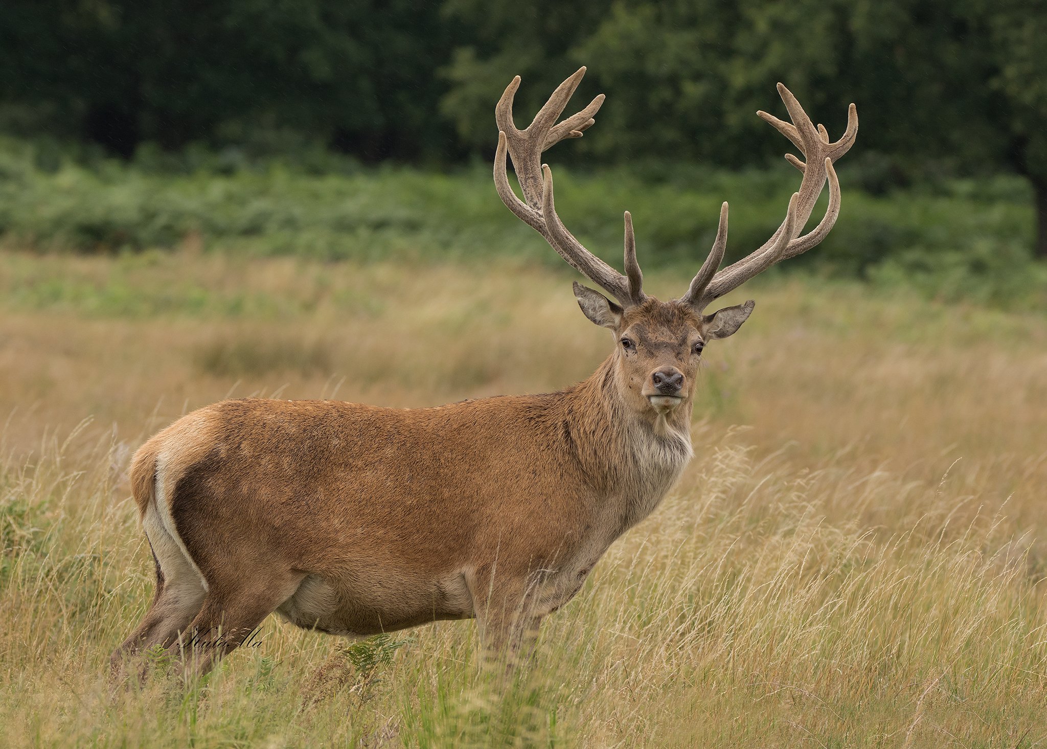 Red Deer. Stag, Animals, Nature, Wildlife, Maria Kula