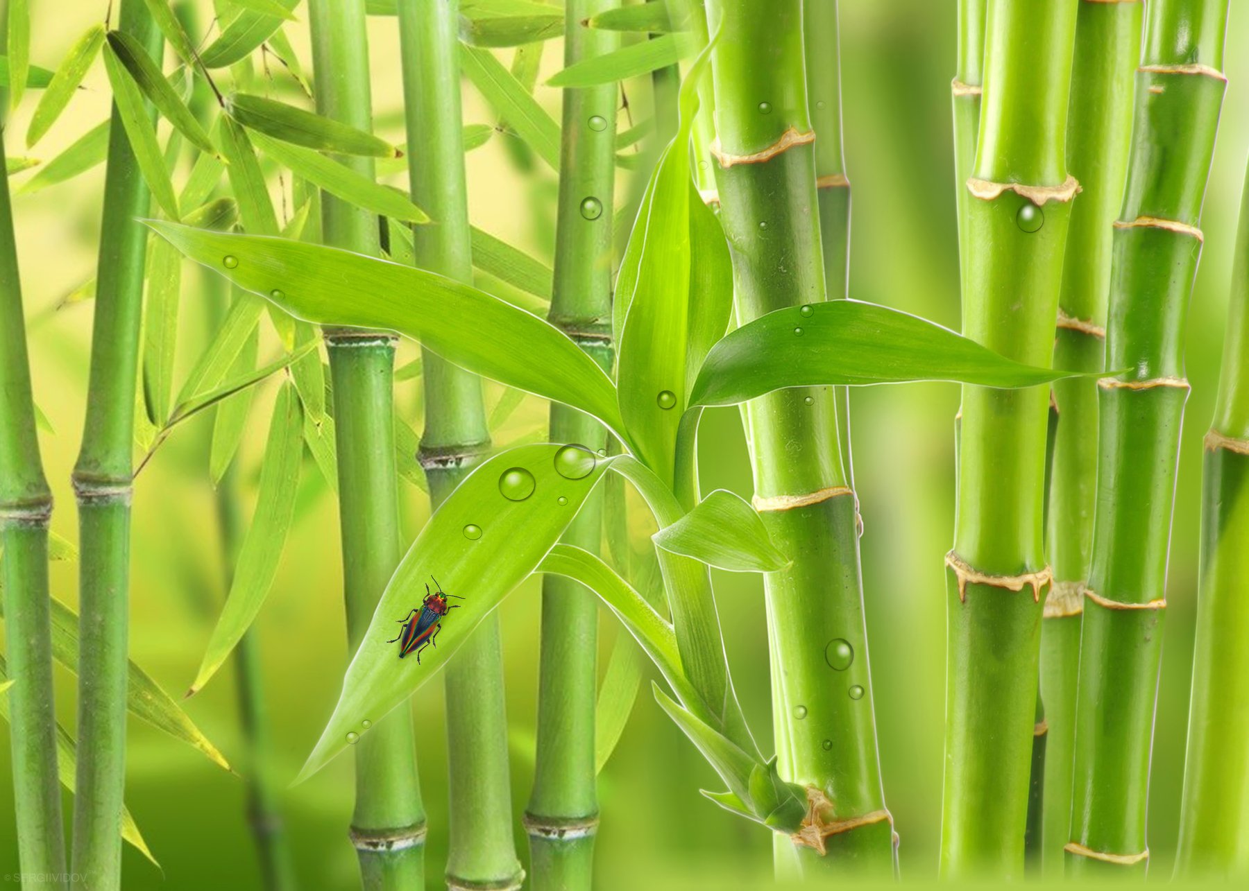 жук, бамбук, зеленый, Sergii Vidov