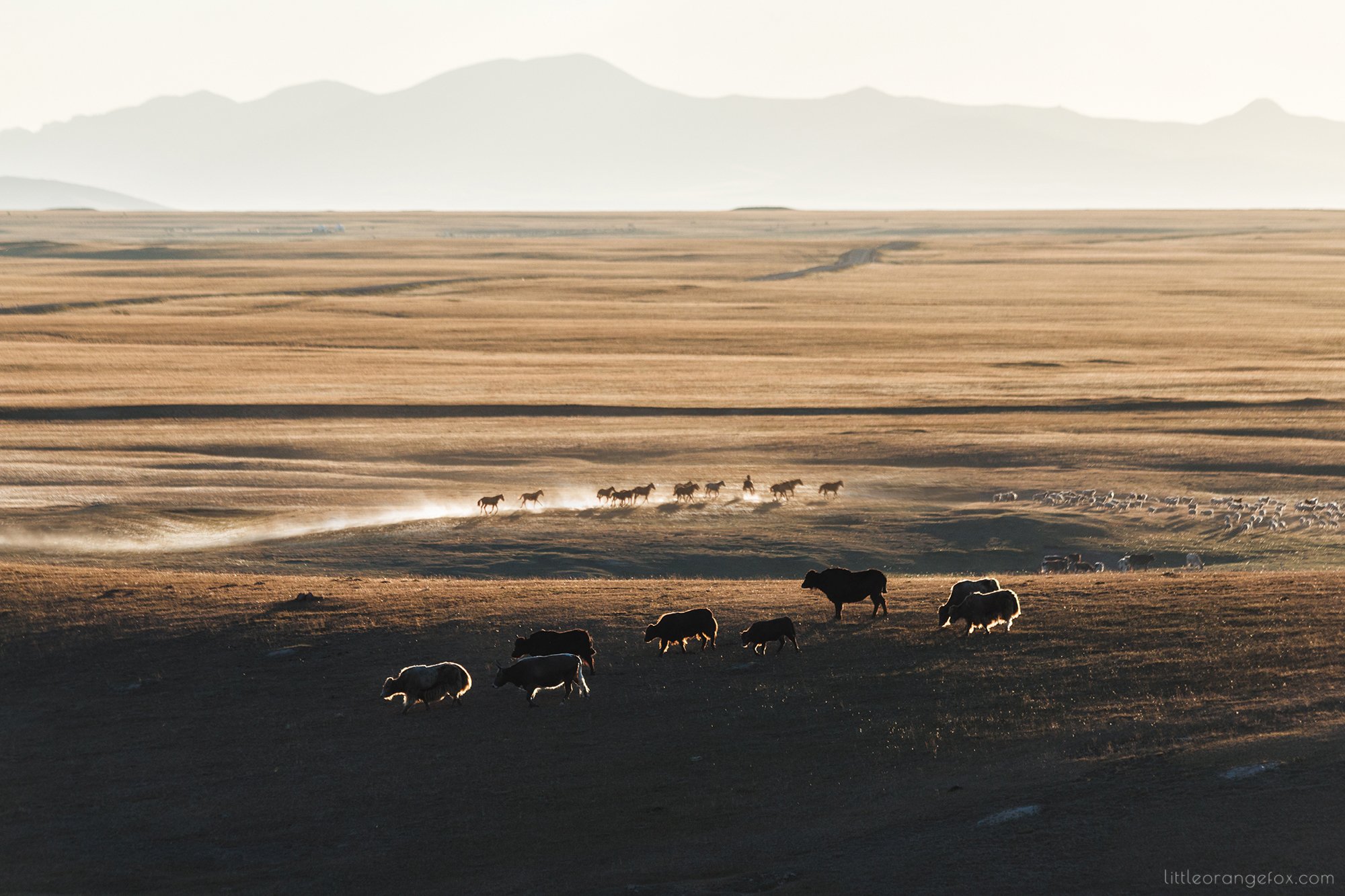 кыргызстан, степь, закат, яки, лошади, природа, пейзаж, контровый свет, холмы, Осадчая Алеся