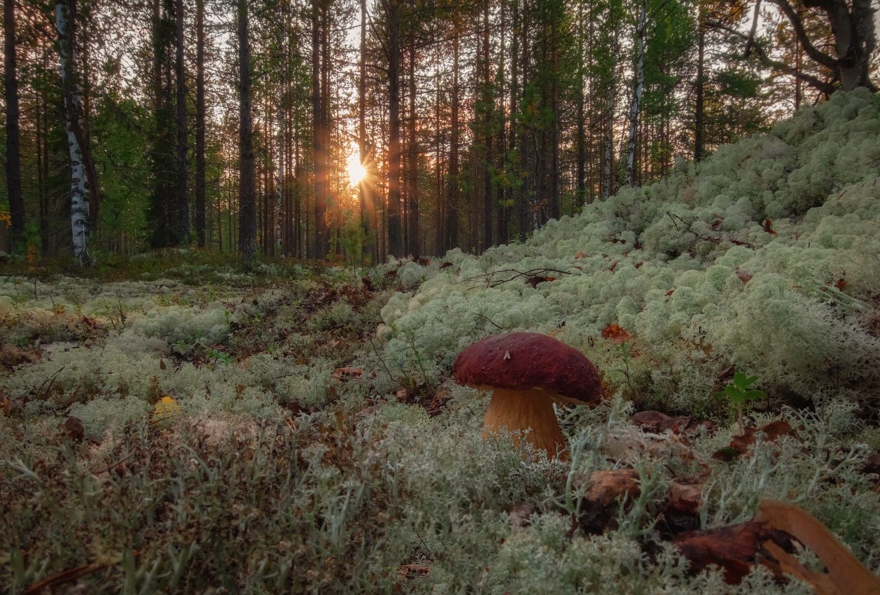 печора,коми,лес,гриб,солнце,закат, Игорь Подобаев