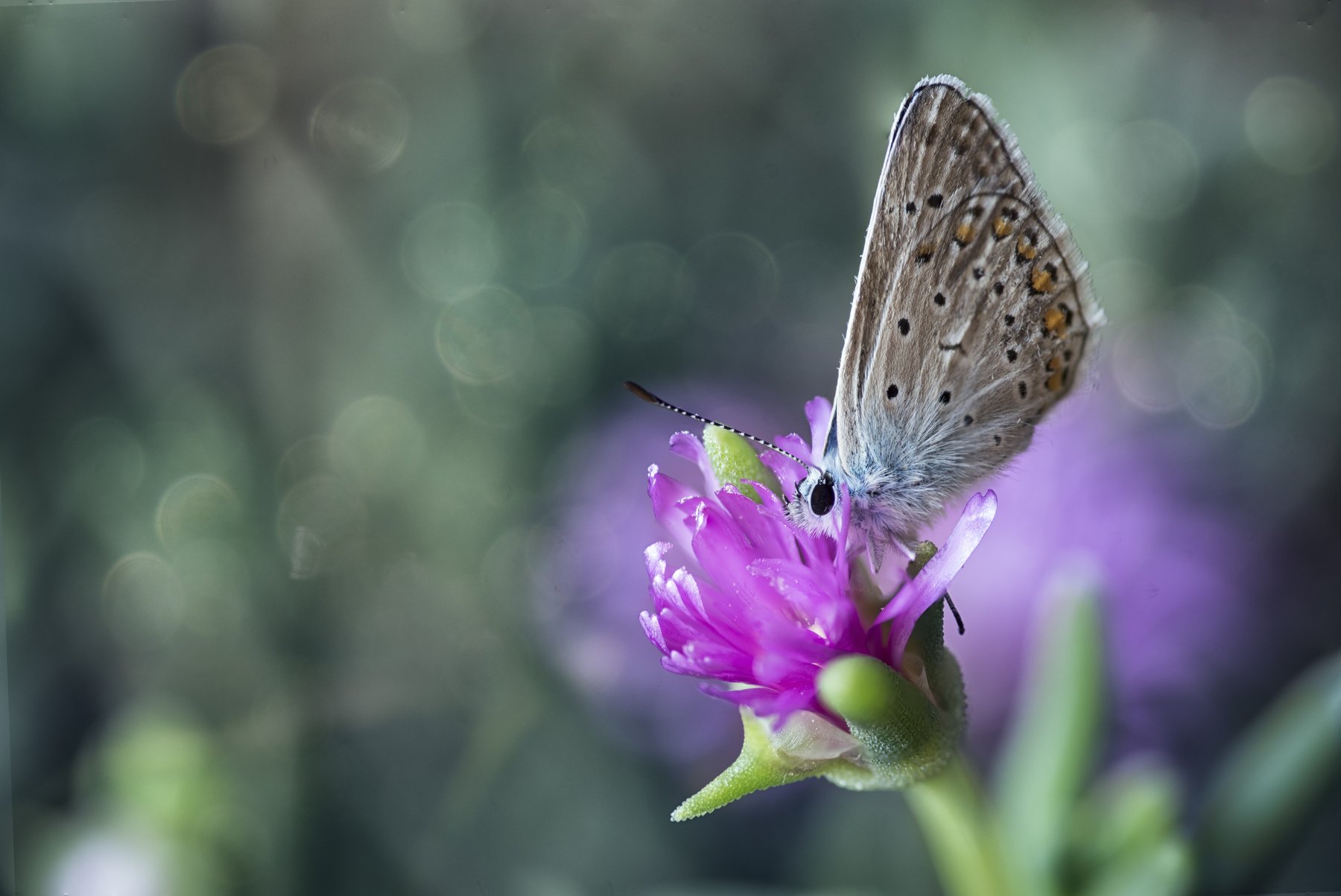 Butterfly, dew, purple flower,, Атанас Донев