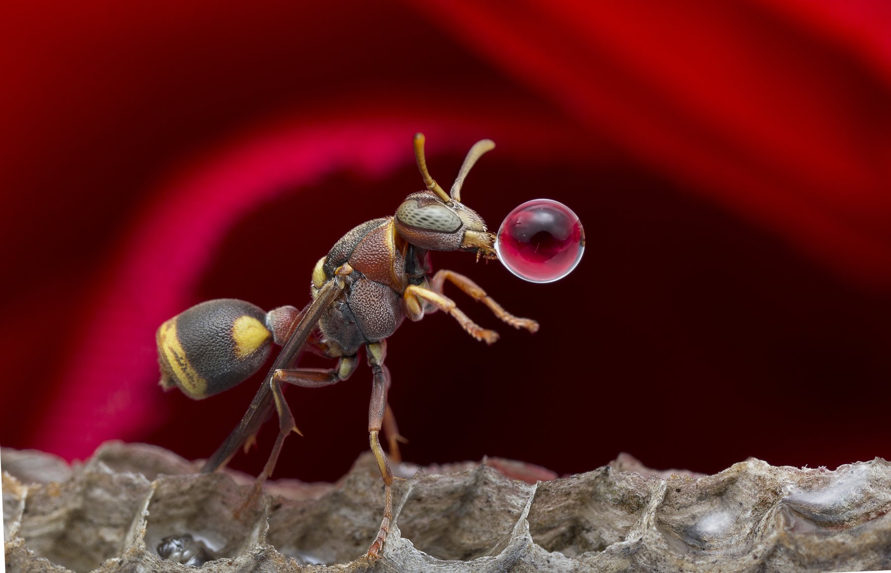 #macro#wasp#waterbubble#reflection#colors, Choo How Lim