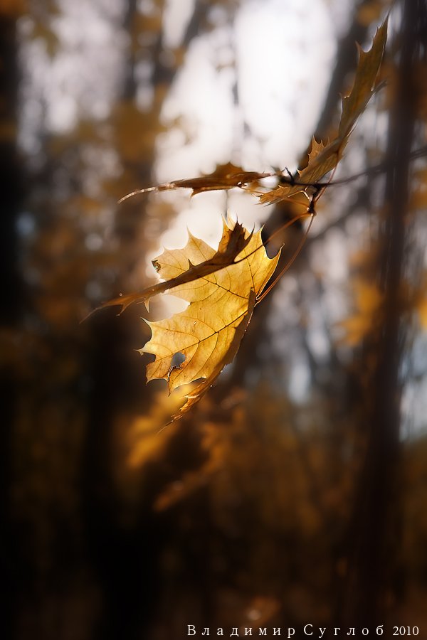листья, листва, осень, Владимир