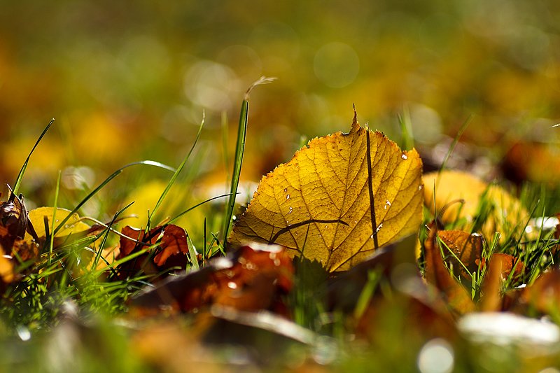 осень,лист,трава,краски, Gorshkov Igor_Feanorus