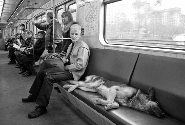 белкин, метро, собака, вагон, люди, алексей белкин, пассажиры метро, собака в метро,, Alex Belkin