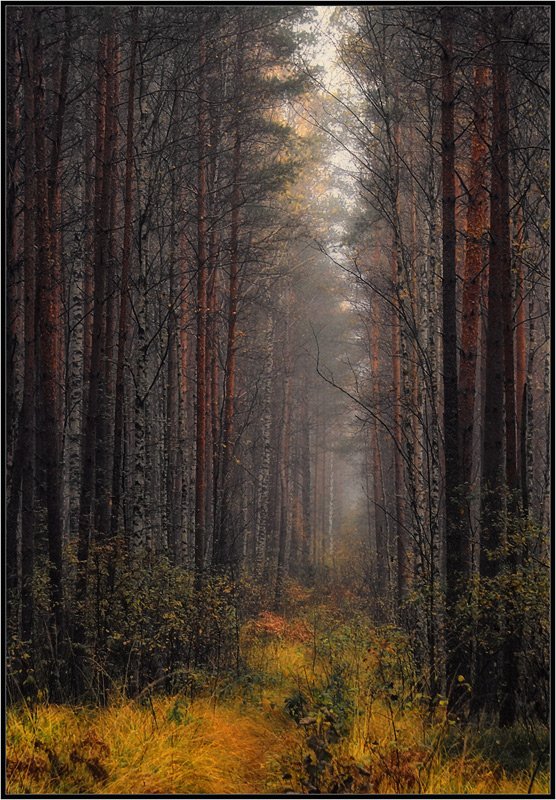 лес, просека, Yuri Ivanov