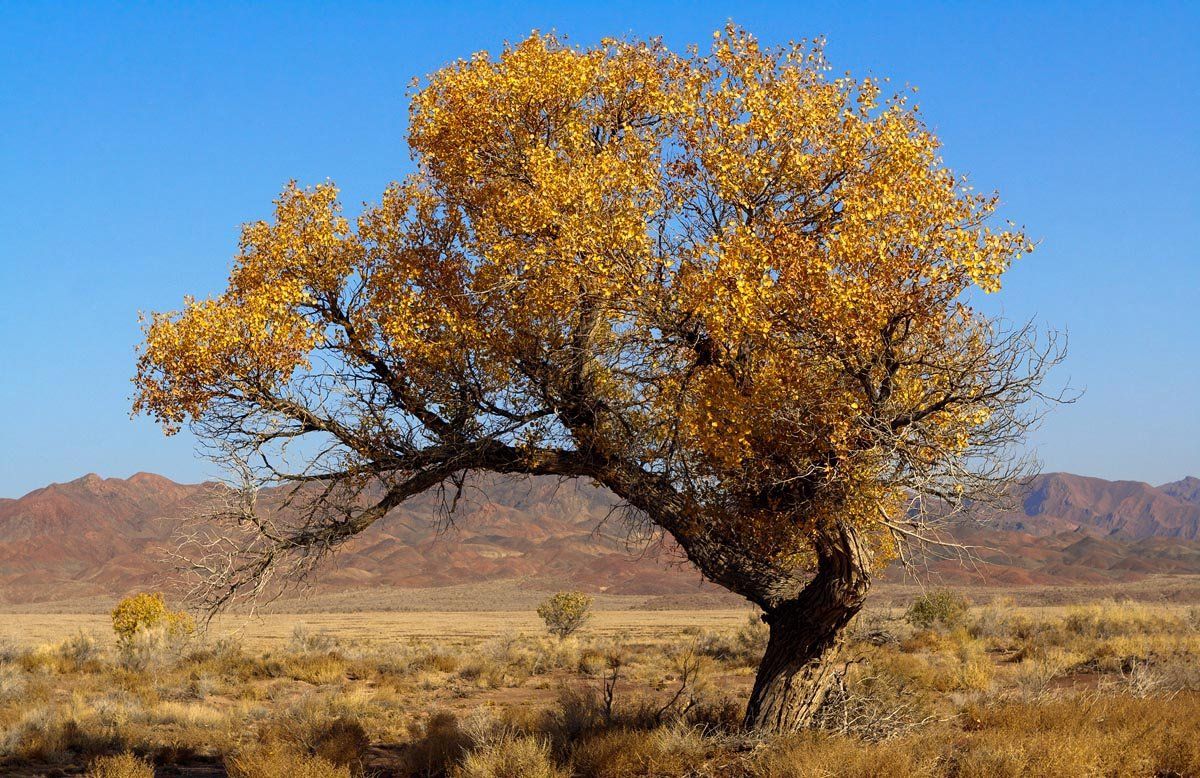 осень, дерево, пустыня, желтый, красные горы, глиняные горы, заповедник, алтын-эмель, казахстан, Ilia Afanasieff