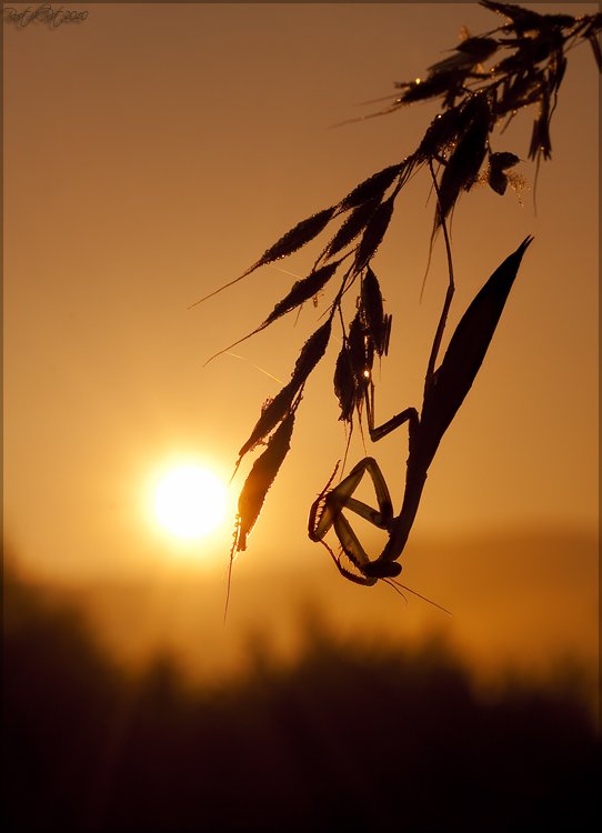 mantis, religiosa, Ростислав