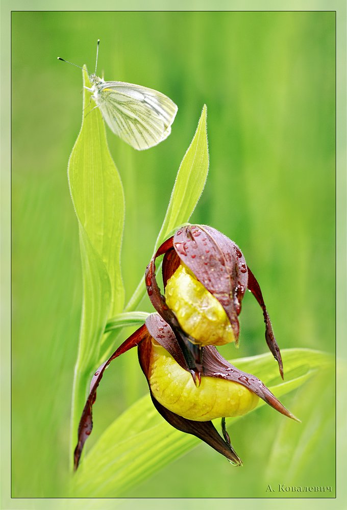 венерин башмачок, орхидея, Ковалевич А.