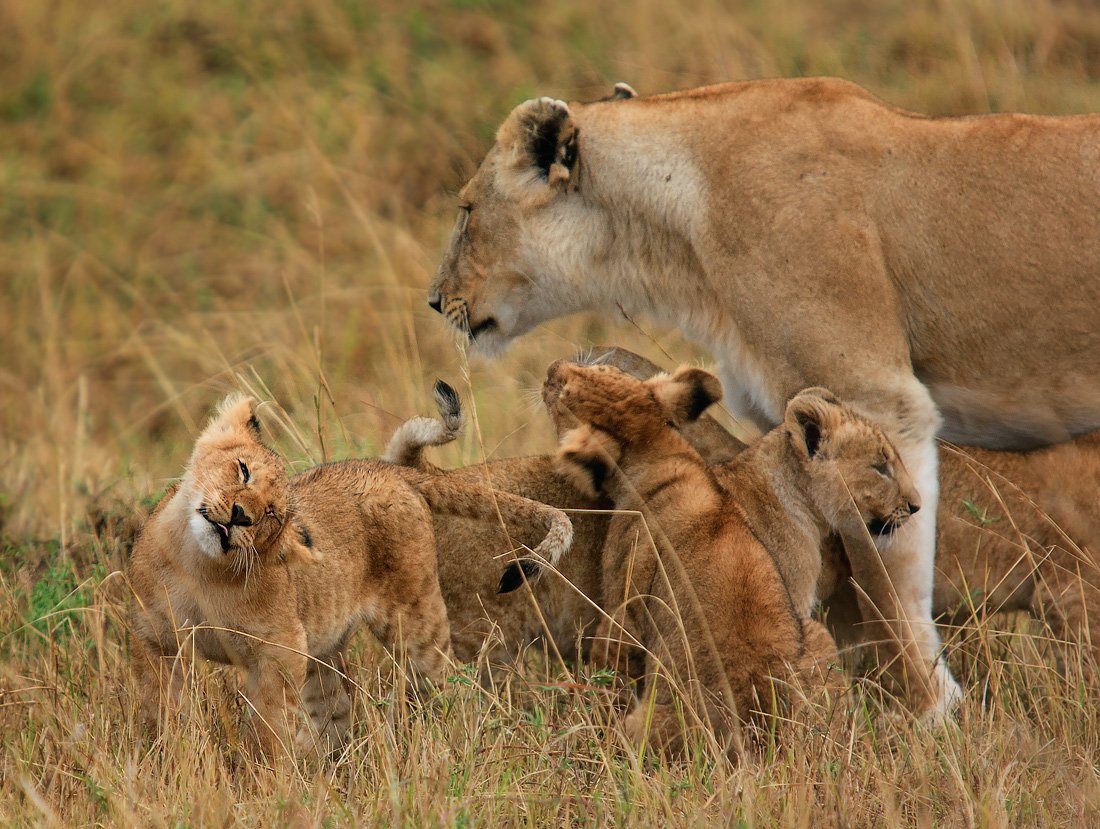 африка, кения, масаи мара, прайд, лев, львы, Eeyore