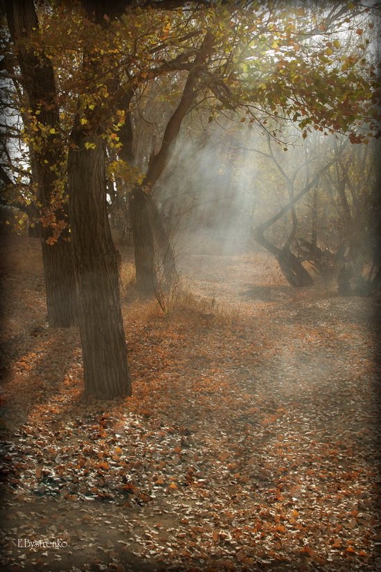 осень, желтая листва, дымка, Евгений Быстренко