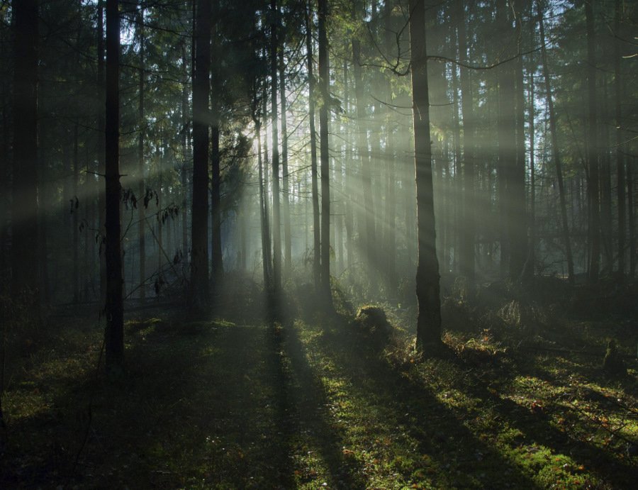 лес, туман, лучи, Света и Вася