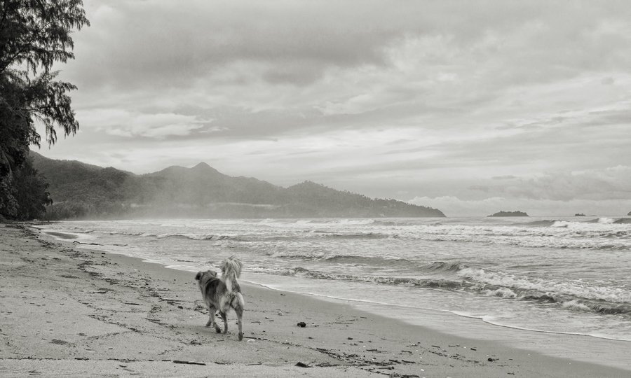 собака, пляж, рай, Артем Кодолов
