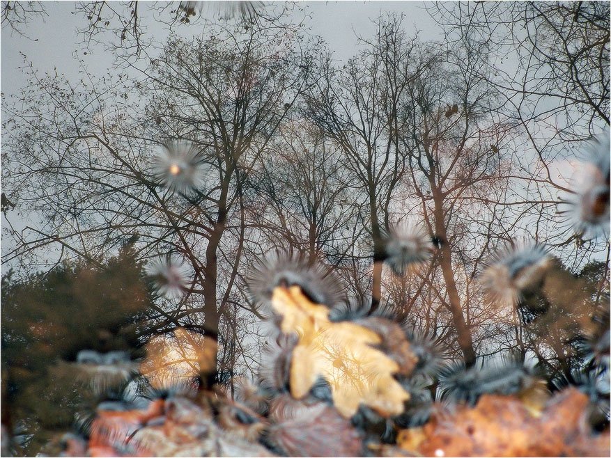 отражение, лес, осень, КарОл