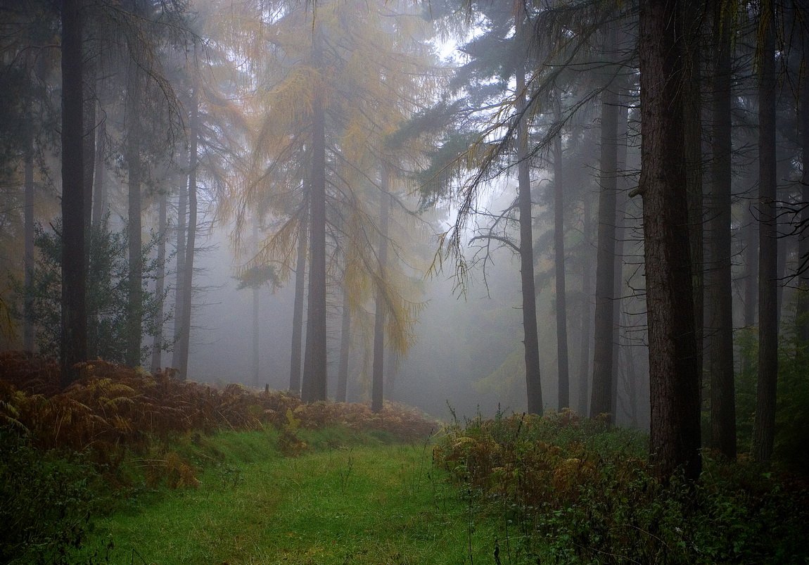 лес, туман, Екатерина Богданова
