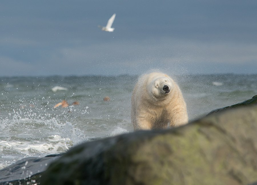 чукотка арктика медведб морской белый полярный умка, Максим Деминов