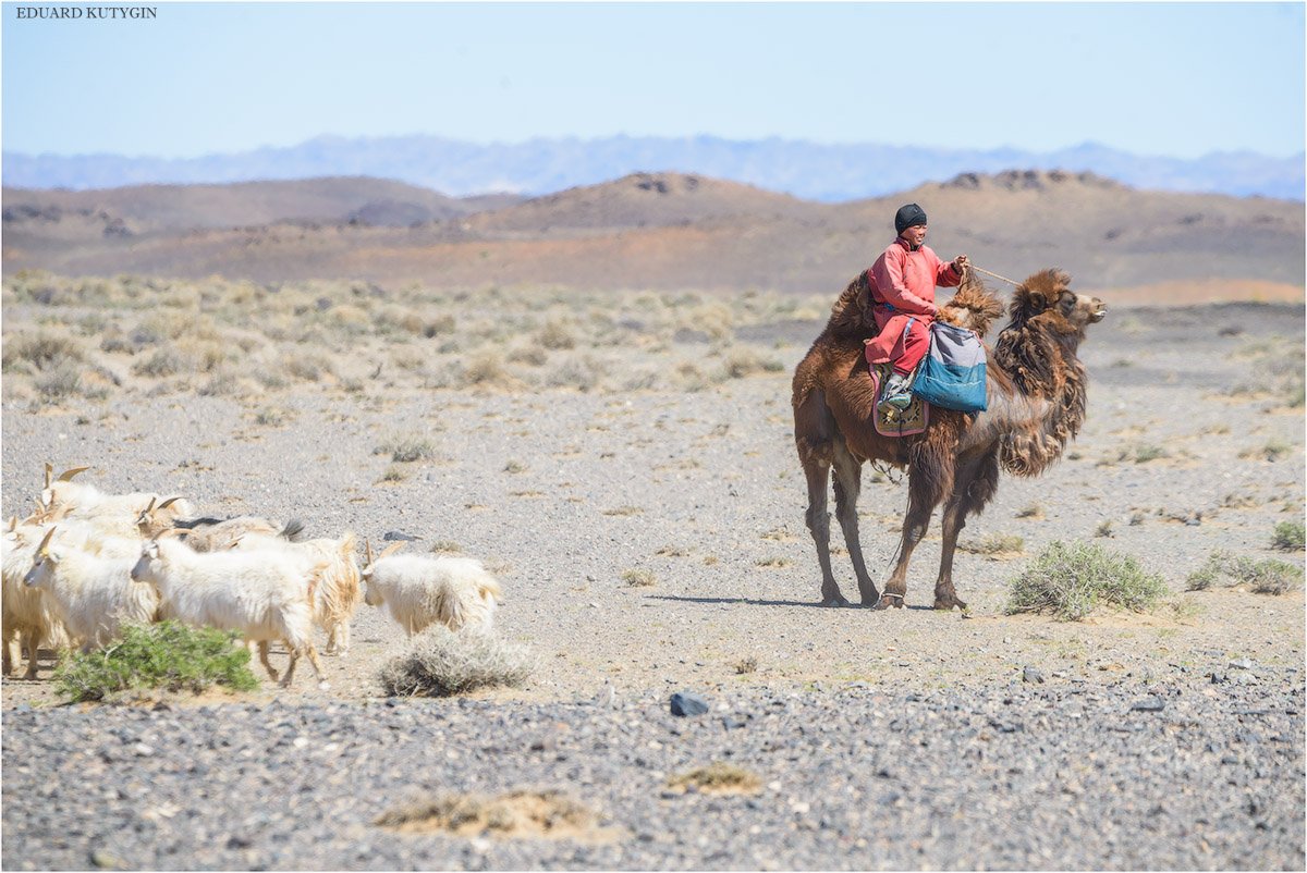 Скотовод в монголии букв. Пастух в Монголии. Монгольский пастух АК фото оригинал.