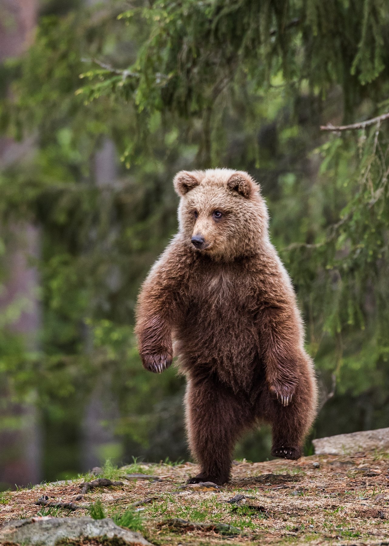 бурый медведь, медвежонок, Алексей Сулоев